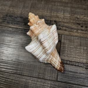 Natural Conch Sea shell beautiful b1